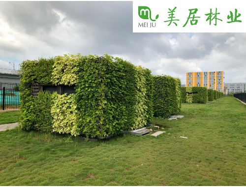 博鱼boyu登录入口：天之福绿化工程