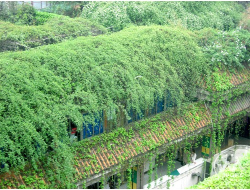 博鱼boyu登录入口：头大身细城市绿化