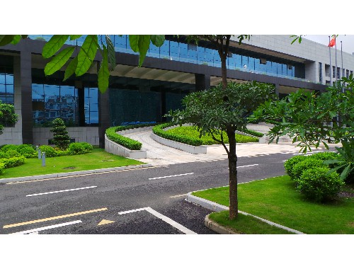定州绿化树交易市场