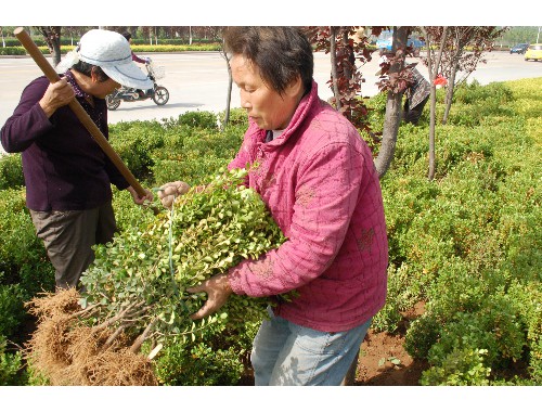 博鱼boyu官方网站：营口美林绿化工程