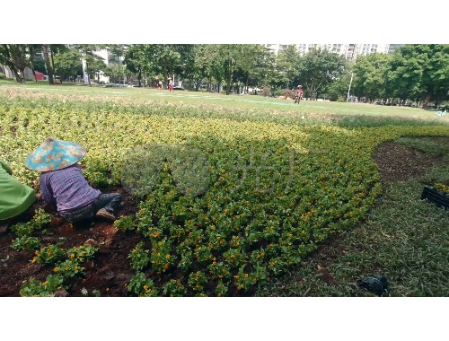 博鱼官方网站：阳泉市绿化工程